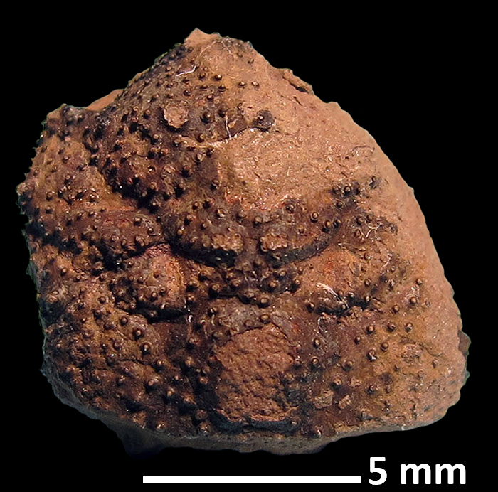 Mithracites vectensis